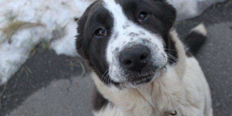 Правоохоронці із зоозахисниками врятували знесилену собаку у Тернополі