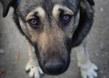 Куди зникають безпритульні собаки у Чорткові