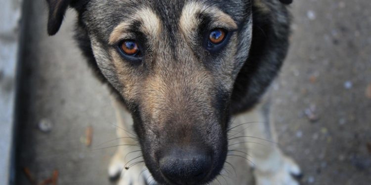 Куди зникають безпритульні собаки у Чорткові