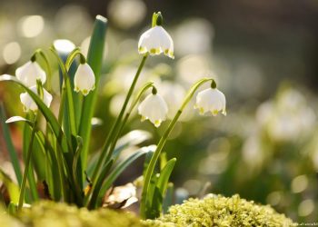 Дощ з мокрим снігом прогнозують синоптики на Тернопільщині