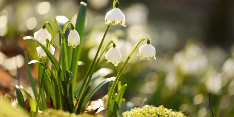 Дощ з мокрим снігом прогнозують синоптики на Тернопільщині