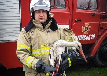 Лелеку врятували надзвичайники на Кременеччині