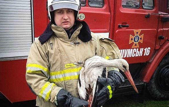 Лелеку врятували надзвичайники на Кременеччині