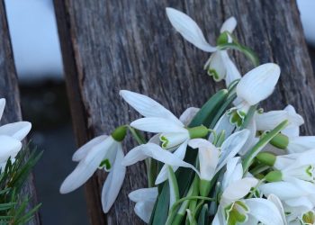 Чи бояться штрафів продавці підсніжників у Тернополі