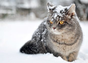 Негода із дощем і снігом суне на Тернопільщину