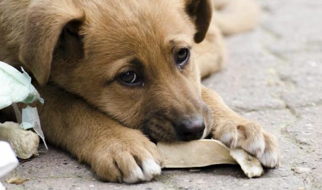 Пункт для тимчасового утримання безпритульних тварин можуть відкрити у Тернополі