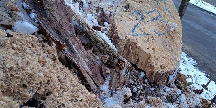 Чи законно вирубували ліс у Язлівці неподалік Бучача з’ясовуватимуть правоохоронці