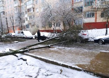 Негода повалює дерева: правоохоронці закликають бути уважними на дорогах Тернопільщини