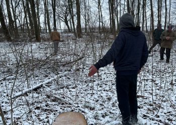 Дерев на понад 270 тисяч зрубав чоловік із Тернопільщини