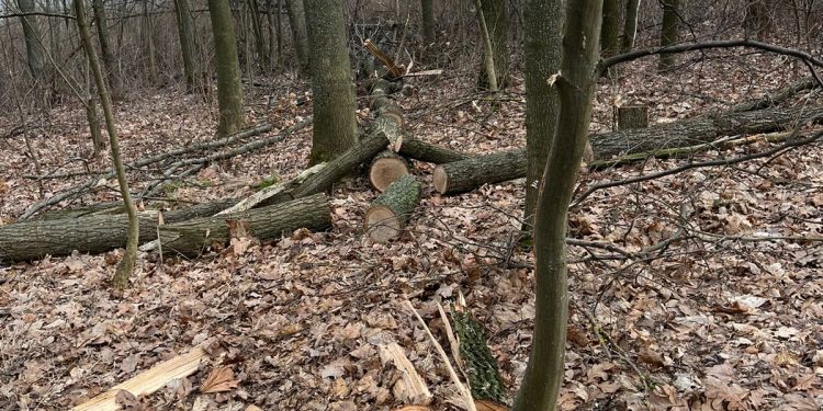 Дерев на понад 270 тисяч зрубав чоловік із Тернопільщини