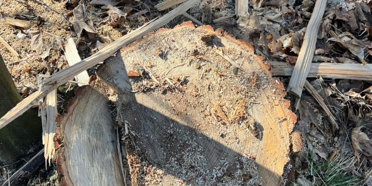 Дерев на понад 270 тисяч зрубав чоловік із Тернопільщини