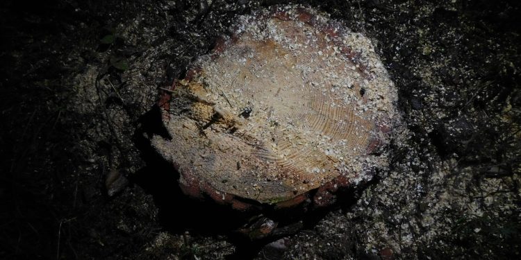 Чоловік зрубав сосни у заказнику на Кременеччині