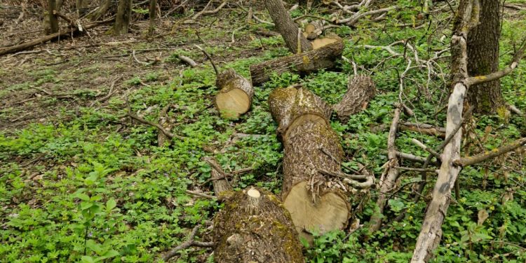 Колишній помічник лісничого зрубав 900 дерев на Тернопільщині