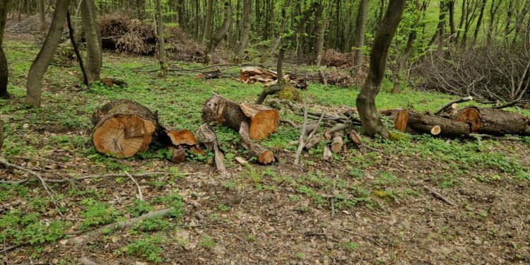 Колишній помічник лісничого зрубав 900 дерев на Тернопільщині