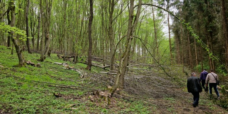 Колишній помічник лісничого зрубав 900 дерев на Тернопільщині