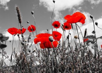 День пам’яті та примирення, присвячений загиблим у Другій світовій війні відзначають сьогодні в Україні