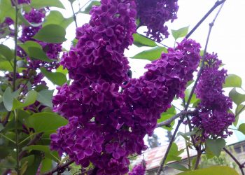 Коли тепла погода прийде на Тернопільщину