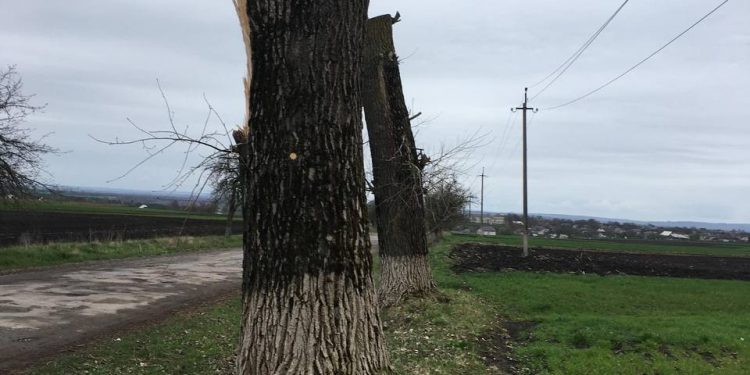 Невідомі зрізали дерева і завдали шкоду довкіллю на майже 900 тисяч на Тернопільщині