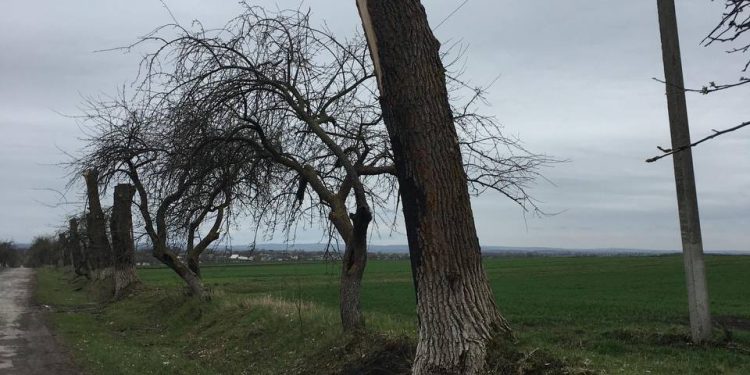 Невідомі зрізали дерева і завдали шкоду довкіллю на майже 900 тисяч на Тернопільщині