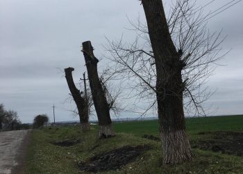 Невідомі зрізали дерева і завдали шкоду довкіллю на майже 900 тисяч на Тернопільщині