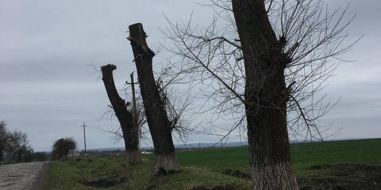 Невідомі зрізали дерева і завдали шкоду довкіллю на майже 900 тисяч на Тернопільщині