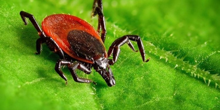 Чому людей просять деякий час не гуляти тернопільськими парками