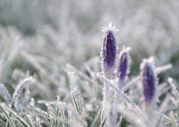 Заморозки прогнозують найближчими днями на Тернопільщині