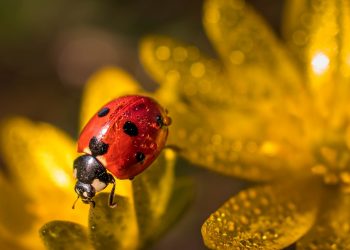Оприлюднили прогноз погоди на Тернопільщині