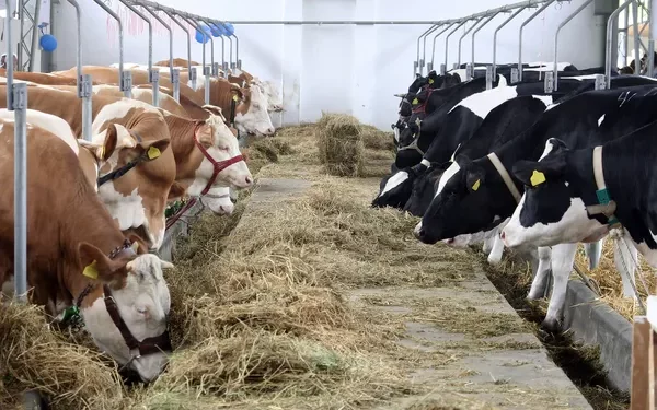 Спалах лейкозу корів виявили на Кременеччині