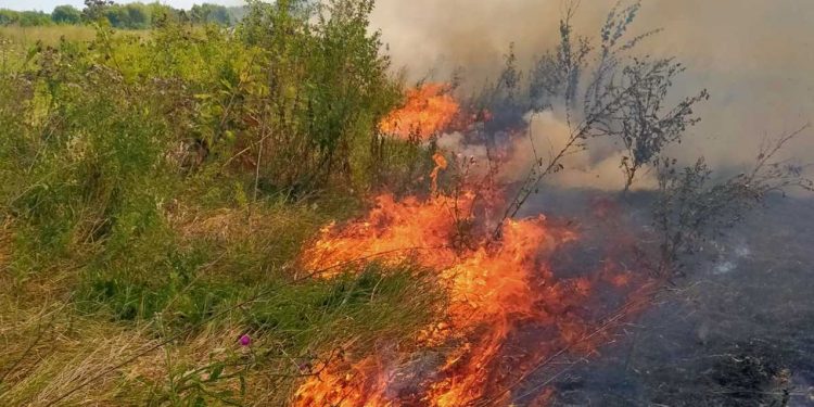 Про ризик пожеж у лісах попереджають жителів Тернопілля