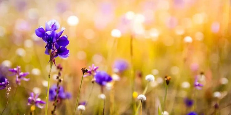 Оприлюднили прогноз погоди на вихідні у Тернопільській області