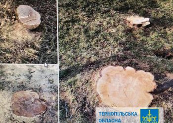 Посприяв незаконній вирубці дерев: судитимуть посадовця Тернопільської ОВА