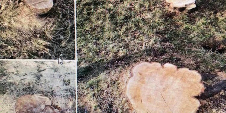 Посприяв незаконній вирубці дерев: судитимуть посадовця Тернопільської ОВА