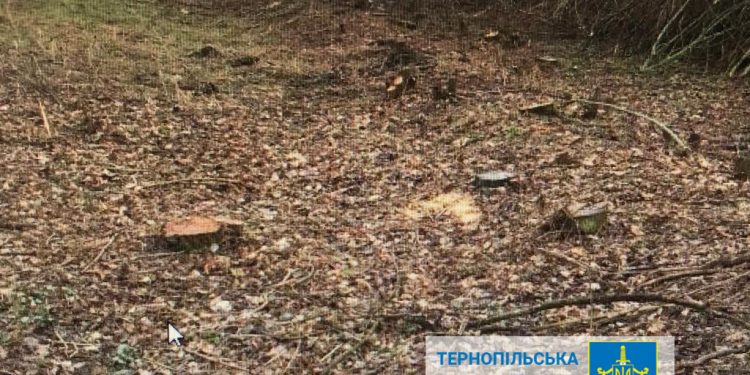 Посприяв незаконній вирубці дерев: судитимуть посадовця Тернопільської ОВА