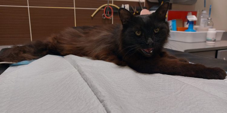 Справжнє диво: кота знайшли під завалами знищеного росіянами будинку у Львові