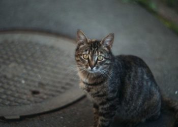 Тернополянам пояснили, куди можна звертатися для стерилізації безпритульних тварин