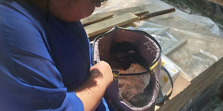 Справжнє диво: кота знайшли під завалами знищеного росіянами будинку у Львові