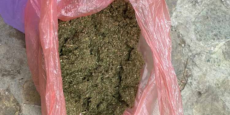 Плантацію дурману виявили поліцейські на Чортківщині