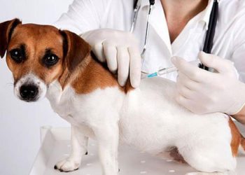 Коли безкоштовно щеплюватимуть від сказу домашніх тварин у Тернополі