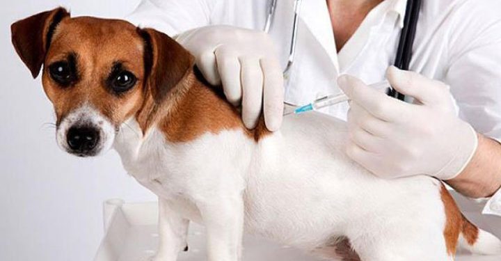 Коли безкоштовно щеплюватимуть від сказу домашніх тварин у Тернополі