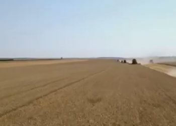 Жнива в умовах війни: на Тернопільщині розпочали збір зернових і ріпаку