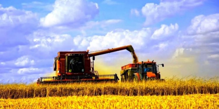 Збір урожаю розпочали на полях Тернопільщини