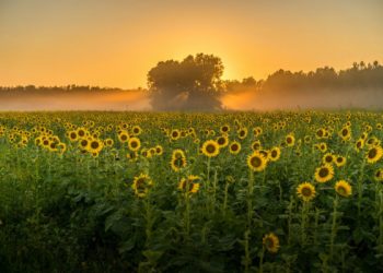 Спекотний серпень: оприлюднили прогноз погоди на Тернопіллі
