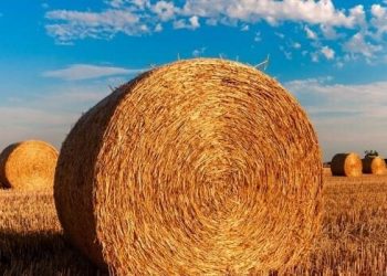 Якою буде погода на початку серпня на Тернопільщині