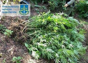 Суд виніс вирок чоловікові, який облаштував плантацію канабісу біля Дністра