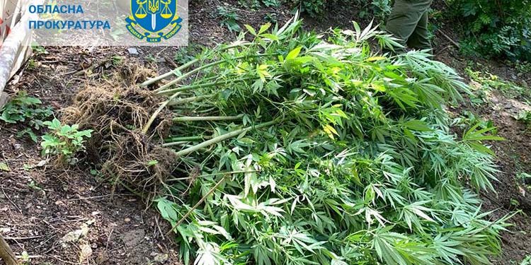 Суд виніс вирок чоловікові, який облаштував плантацію канабісу біля Дністра