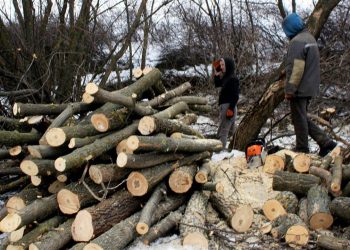 Лісник вирубав дерева у заповіднику на Тернопільщині