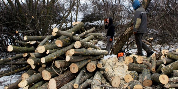 Лісник вирубав дерева у заповіднику на Тернопільщині