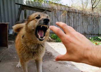 Випадок сказу у собаки підтвердили у Чортківській громаді