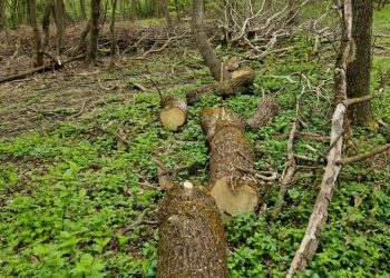 За 900 зрубаних дерев і підроблені документи судитимуть працівника лісгоспу